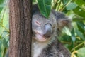 Eucalyptus leaf on koala`s head.