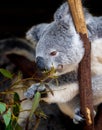 Koala leaning forward to grasp gum leaves