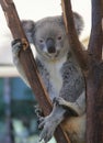 Koala at Lone Pine Koala Sanctuary in Brisbane, Australia Royalty Free Stock Photo