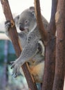 Koala at Lone Pine Koala Sanctuary in Brisbane, Australia Royalty Free Stock Photo