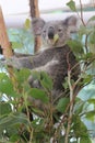 Koala at Lone Pine Koala Sanctuary in Brisbane, Australia Royalty Free Stock Photo