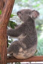 Koala at Lone Pine Koala Sanctuary in Brisbane, Australia Royalty Free Stock Photo