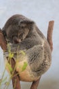 Koala at Lone Pine Koala Sanctuary in Brisbane, Australia Royalty Free Stock Photo