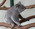 Koala at Lone Pine Koala Sanctuary in Brisbane, Australia Royalty Free Stock Photo