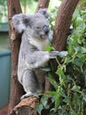 Koala at Lone Pine Koala Sanctuary in Brisbane, Australia Royalty Free Stock Photo