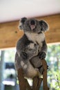 A Koala at the Lone Pine Sanctuary in Brisbane, Australia Royalty Free Stock Photo