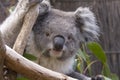 Koala looking from the branches Royalty Free Stock Photo