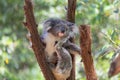 Koala looking into camera. Royalty Free Stock Photo