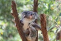 Koala looking into camera. Royalty Free Stock Photo