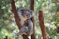 Koala looking into camera. Royalty Free Stock Photo