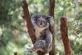 Koala looking into camera. Royalty Free Stock Photo