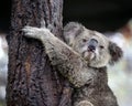 Koala looking camera Royalty Free Stock Photo
