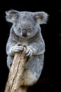 Koala looking down as it clings to a branch