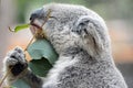 Koala Loves Eucalyptus