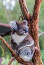 Koala is a mammal Royalty Free Stock Photo