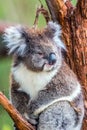 Koala is a marsupial mammal Royalty Free Stock Photo