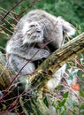 Sleeping koala, head buried in a branch. Royalty Free Stock Photo