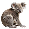 The Australian Koala a cute little bear, isolated on white background with png file attached