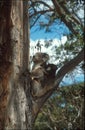 Koala mother and baby Royalty Free Stock Photo