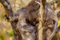 Koala mother and baby cuddling together Royalty Free Stock Photo