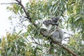 Koala mother, baby Royalty Free Stock Photo