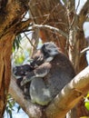 Koala mother and baby