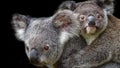 Koala mother carrying joey on her back