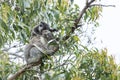 Koala mother with curious baby Royalty Free Stock Photo