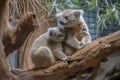 koala mother hanging from branch, with her offspring clinging to her side