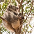 Curious koala bear baby in mother's pouch. Koala bear baby looking out