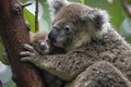 koala mother with young clinging to her in the crook of a tree branch