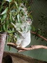 Koala munching on fresh green leaves in a tree in Sydney, Australia