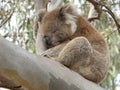 Koala napping in a Eucalyptus in You Yangs Regional Park, Australia