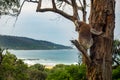 Koala overlooking the rugged shores of the Great Ocean Road Royalty Free Stock Photo