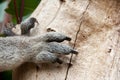 Koala Paw