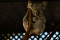 Koala perched atop a tree branch sleeping at night