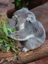 Koala perched atop a tree, while munching on leaves at a zoo