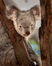 Koala perched in the fork of a tree