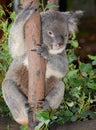 Koala Perched on Pole