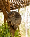 Koala perched on a tree.