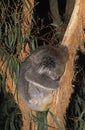 Koala, phascolarctos cinereus, Adult sleeping in Tree, Australia Royalty Free Stock Photo