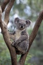 KOALA phascolarctos cinereus