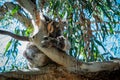 Koala, Phascolarctos cinereus, asleep on a tree branch of Eucalyptus tree, Kennett River, Victoria, Australia Royalty Free Stock Photo