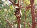 Koala, Phascolarctos cinereus, Australia Royalty Free Stock Photo