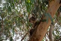 Koala, Phascolarctos cinereus, awake on a tree branch of Eucalyptus tree, Kennett River, Victoria, Australia Royalty Free Stock Photo