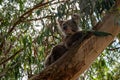 Koala, Phascolarctos cinereus, awake on a tree branch of Eucalyptus tree, Kennett River, Victoria, Australia Royalty Free Stock Photo