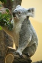 Koala Royalty Free Stock Photo