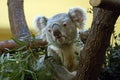 Koala (Phascolarctos cinereus) Royalty Free Stock Photo