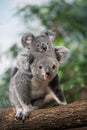 KOALA phascolarctos cinereus