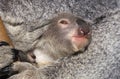 Koala, phascolarctos cinereus, Joey peeking out of its mother`s pouch Royalty Free Stock Photo